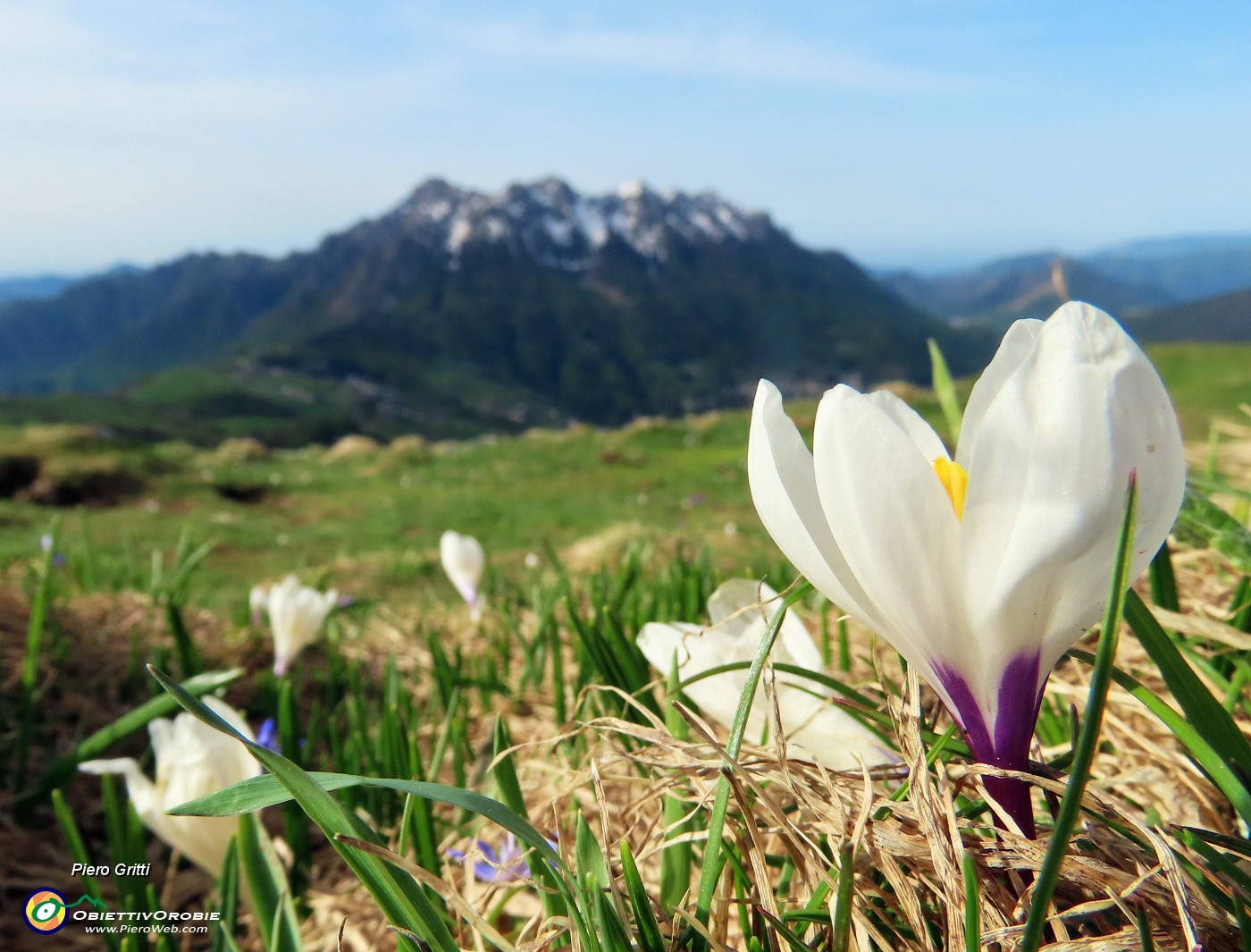 18 Crocus vernus (Zafferano maggiore) con vista in Alben.JPG